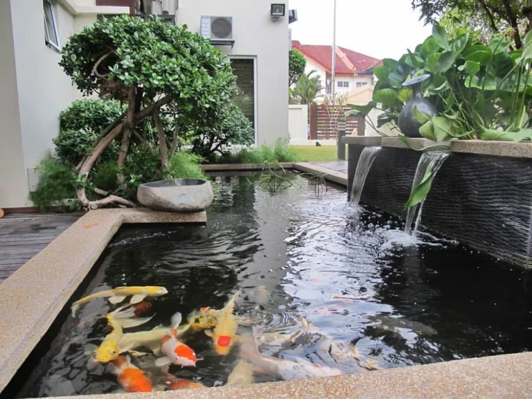 kolam ikan koi 10
